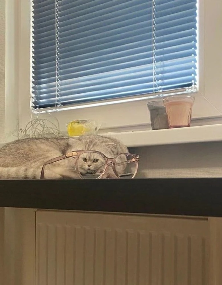 sleeping cat stares through eyeglasses