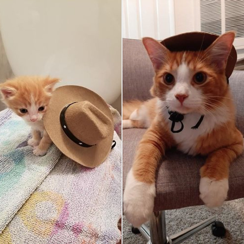 orange tabby cat in cowboy hat