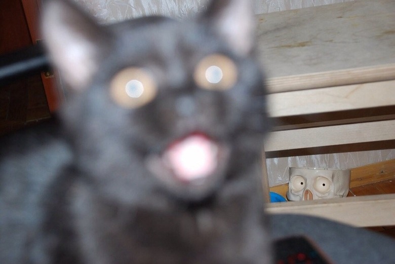 cat spooked by weird cup with skeleton eyes