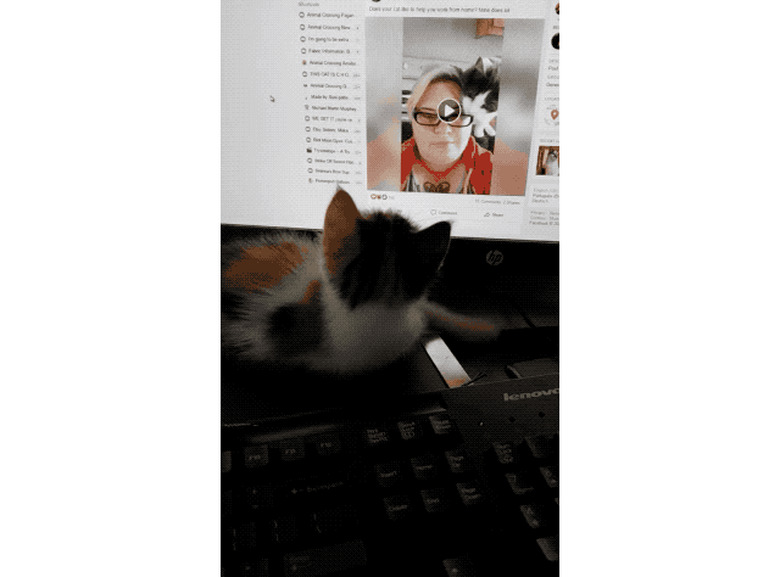 cat watches cat videos on internet