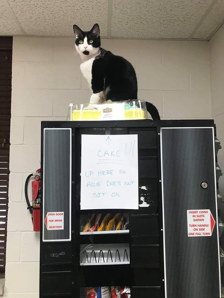 cat sits on top of cake