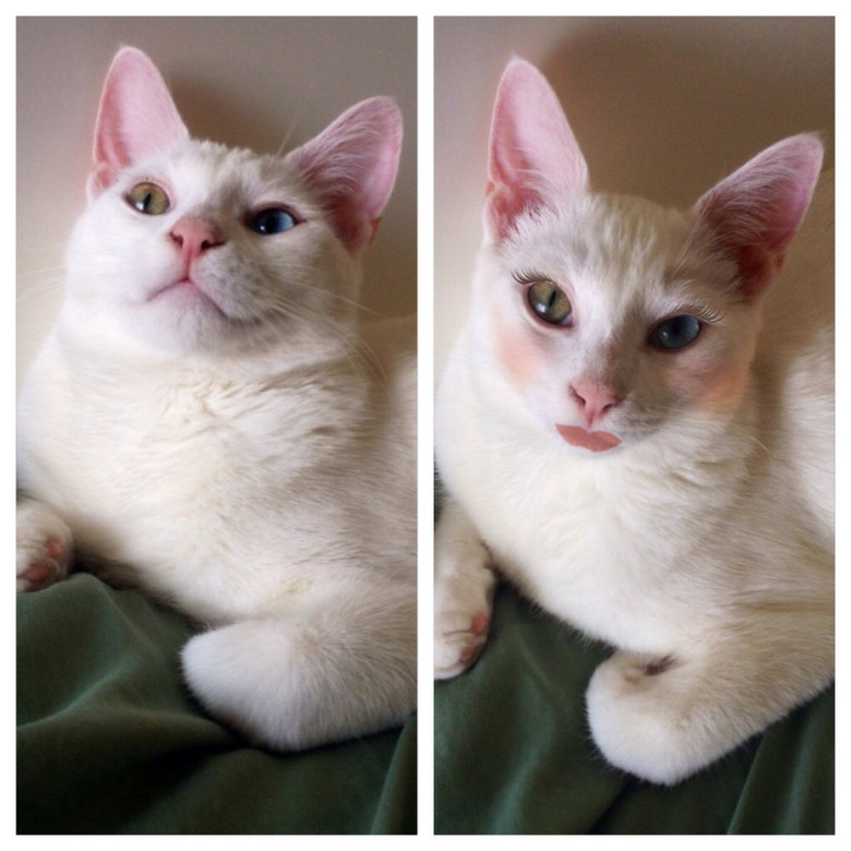 Before and after pic of a cat with contouring makeup