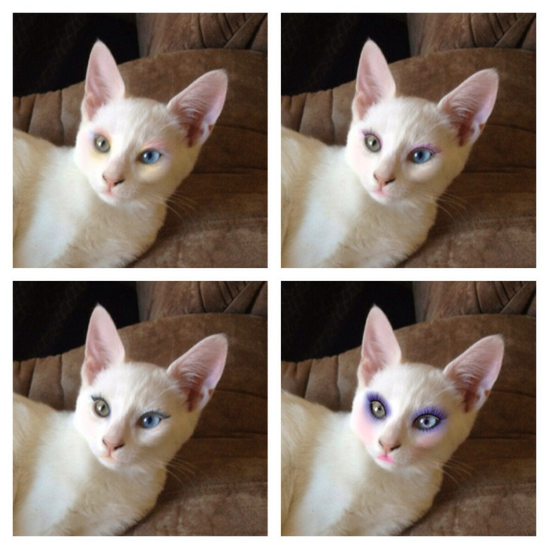 Cat wearing makeup - three pictures in different stages of makeup