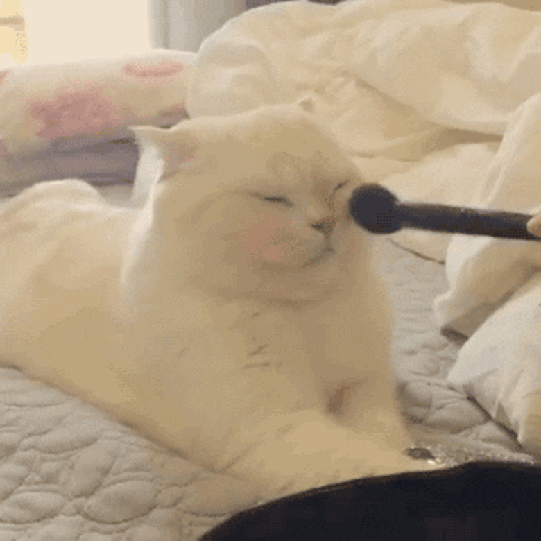 cat and makeup brush