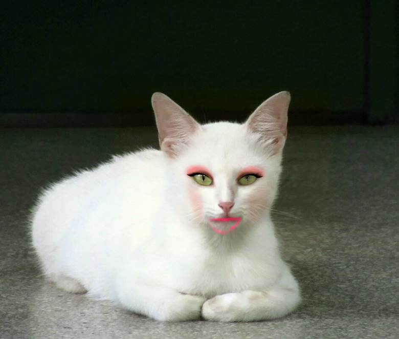 Cat with bad makeup