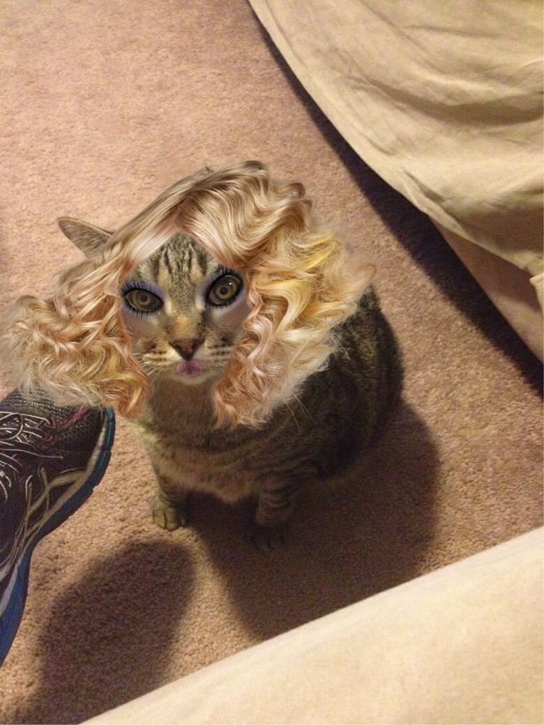 Cat looking very fancy with blond hair and makeup