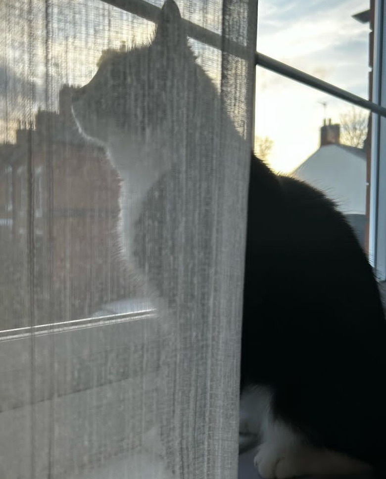 A cat is sitting on a windowsill and gazing out of the window.