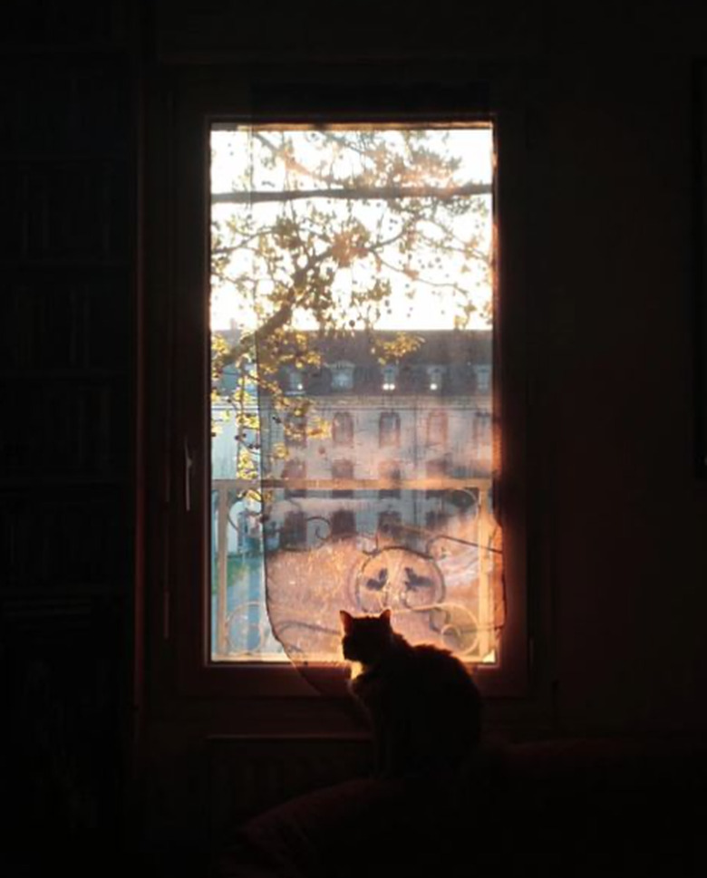 A cat is sitting on a windowsill looking out of the window. The interior of the room is dark, so the cat is silhouetted against the evening light from the window.