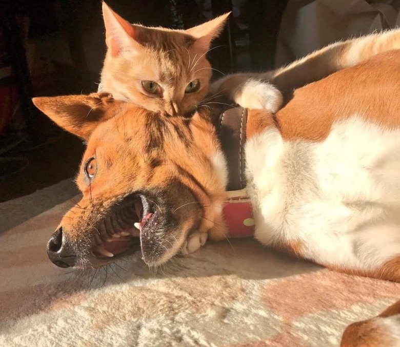 Cat biting dog.