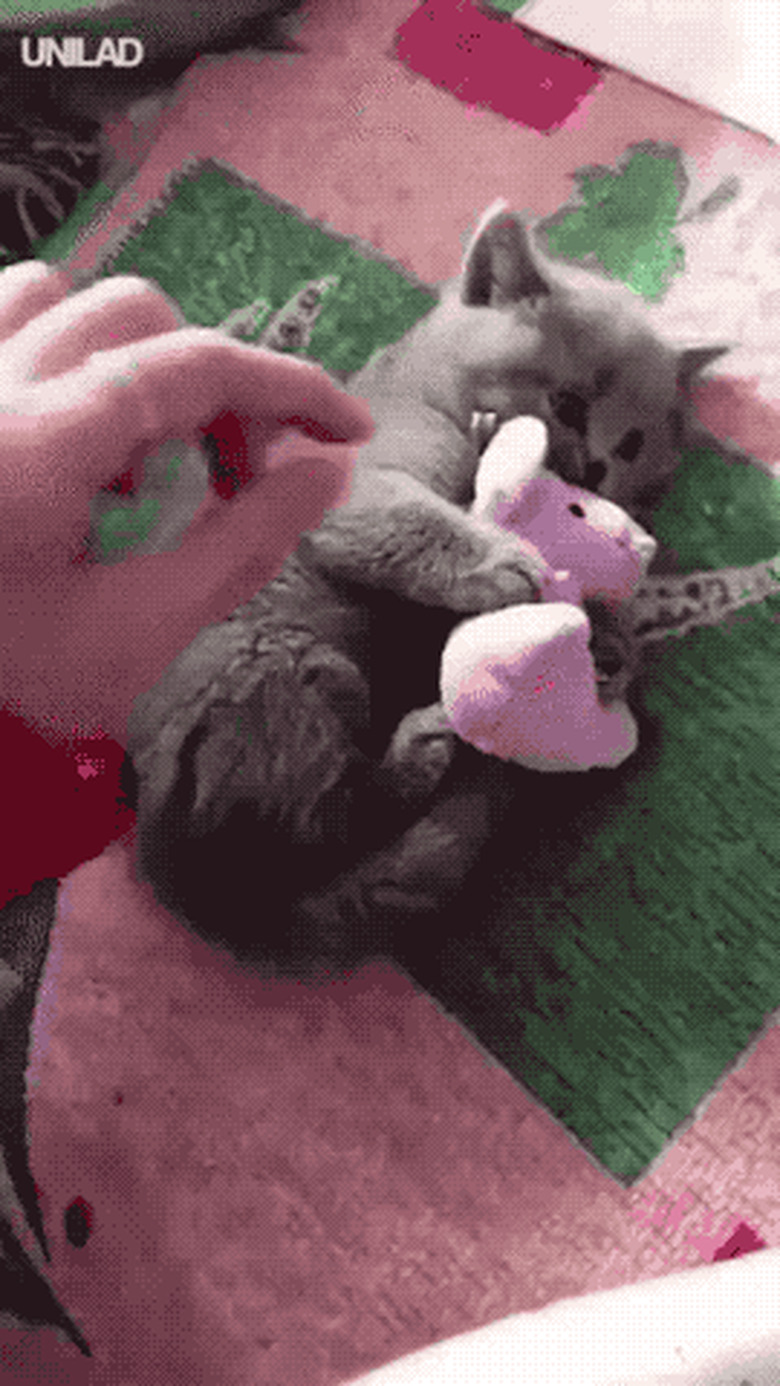 kitten refuses to release toy mouse