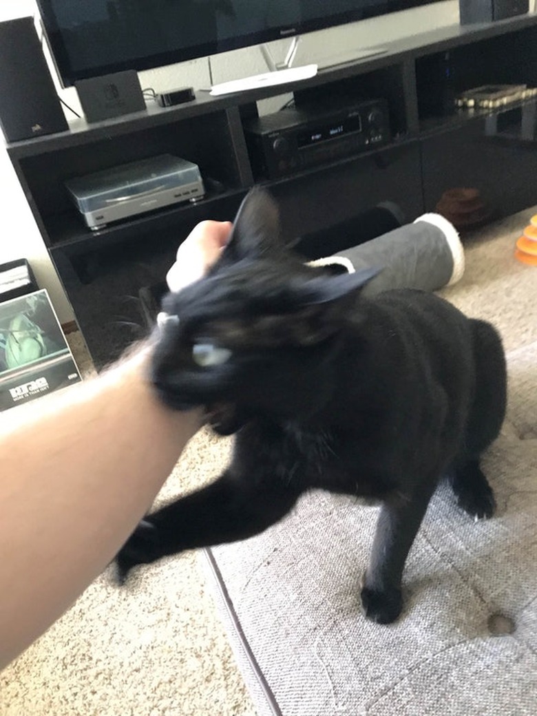 Cat biting human's arm.