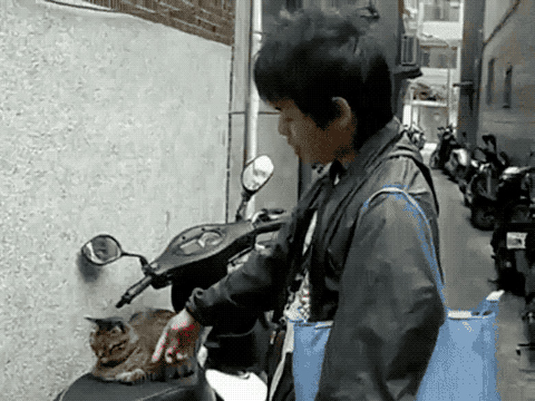 cat sleeps on man's motorcycle