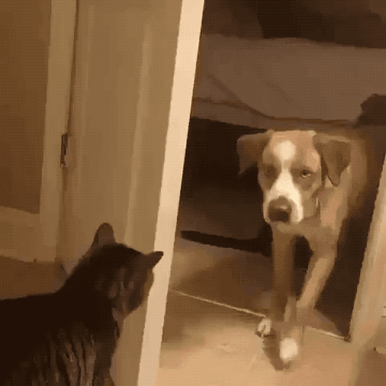 cat closes door on dog