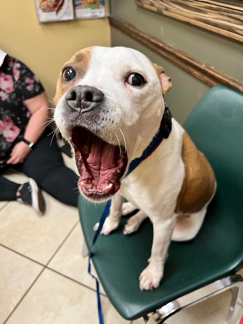 Adorable pitbull sitting on a chair with their mouth open looks like a seal.