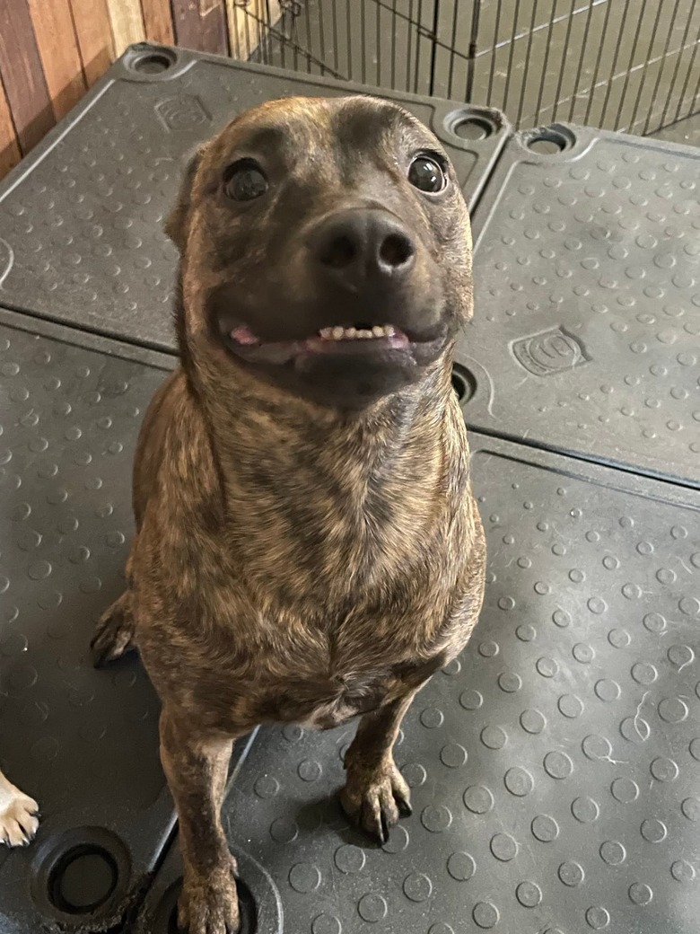 Dog smiles with their teeth showing slightly for a photo.