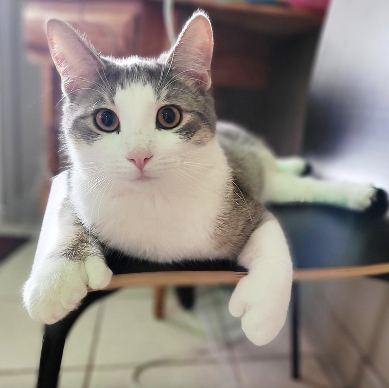 Cat on a chair showing their 