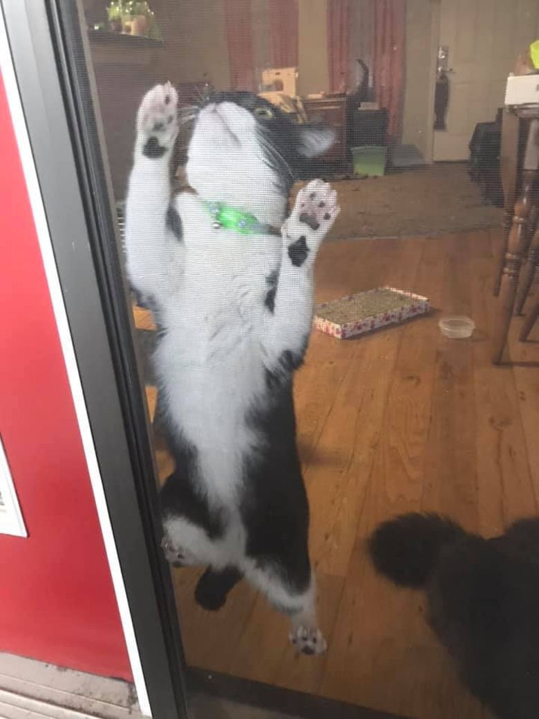 cat crawls up screen door.