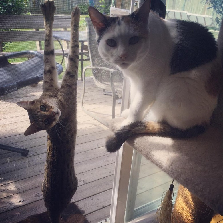 cat stuck on screen door.