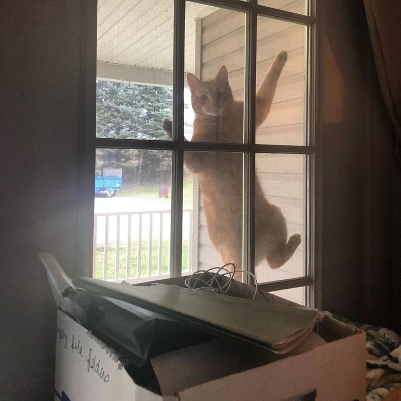 cat climbs screen door.