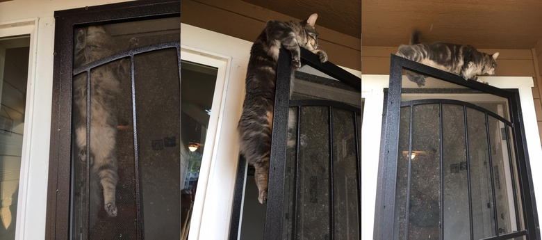 cat climbs to top of screen door.