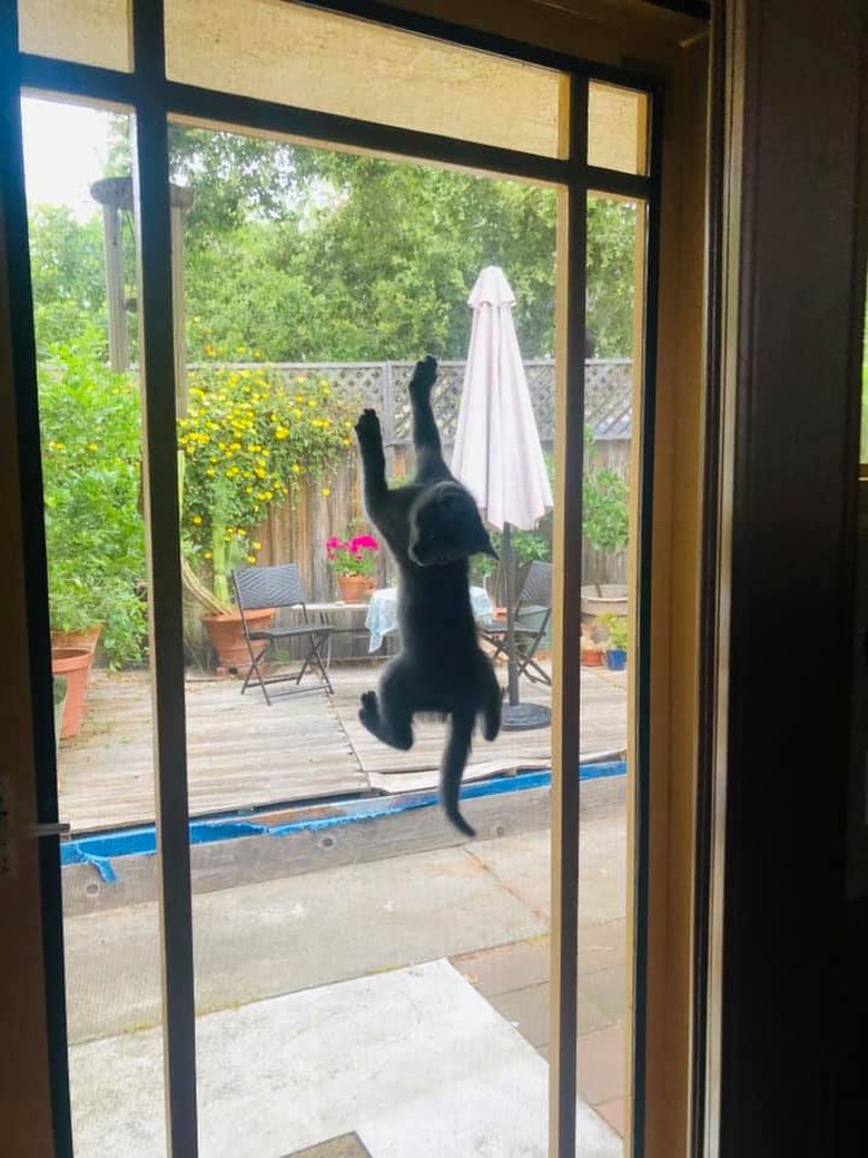 cat climbs up window screen.