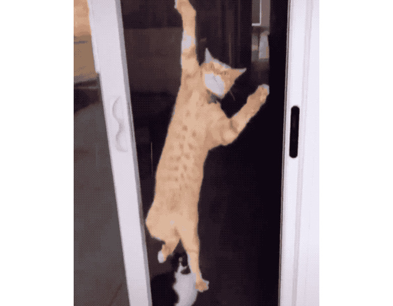 cat climbs up screen door.