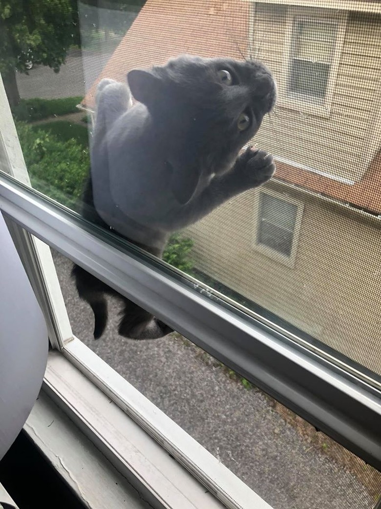 cat climbs window screen.