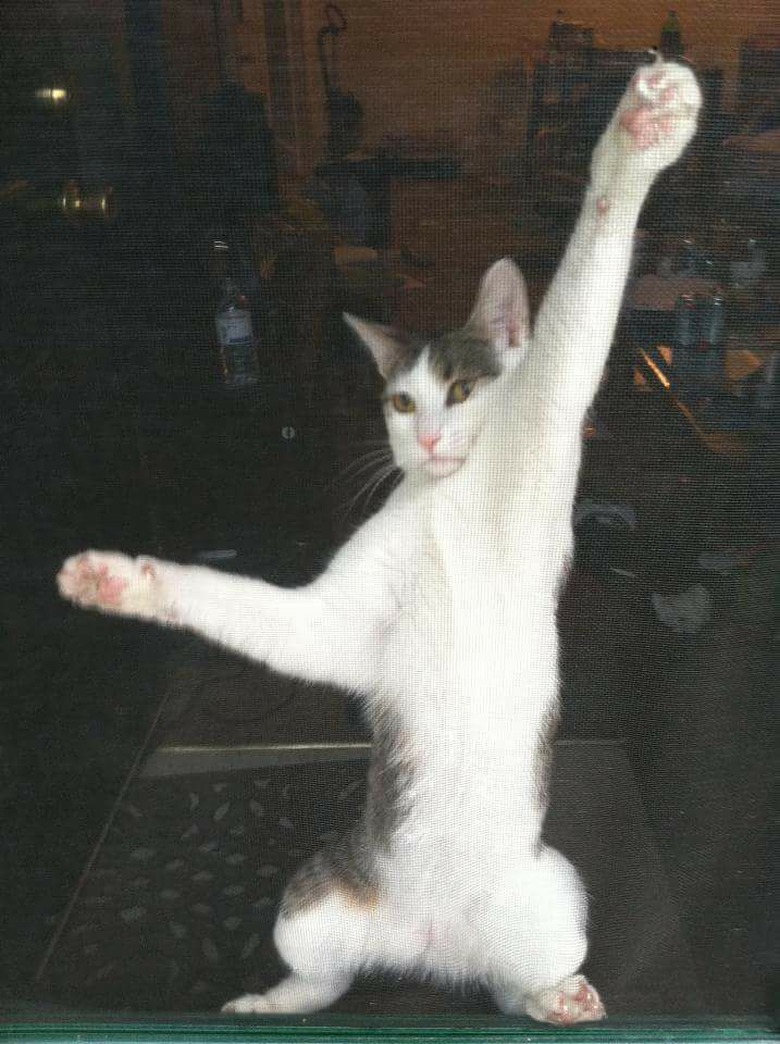 cat stuck on screen door.