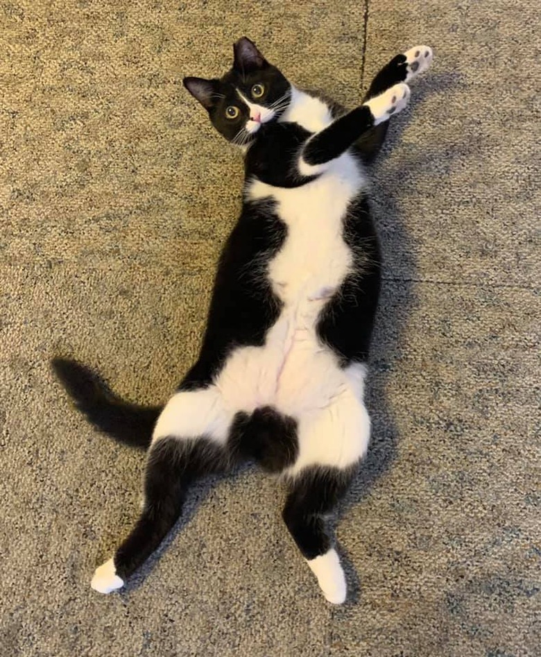 black and white cat looks like they are dancing.