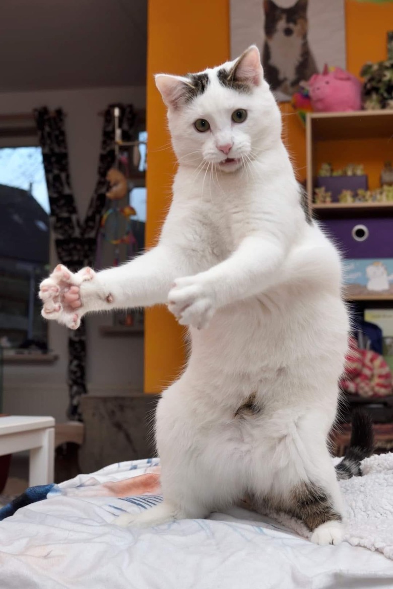 cat posing like they are trying to master new dance.