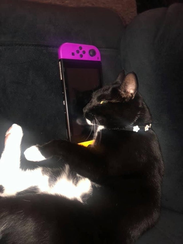 A black cat is laying on Nintendo Switch.