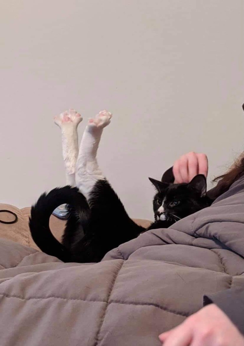 cat with feets in the air