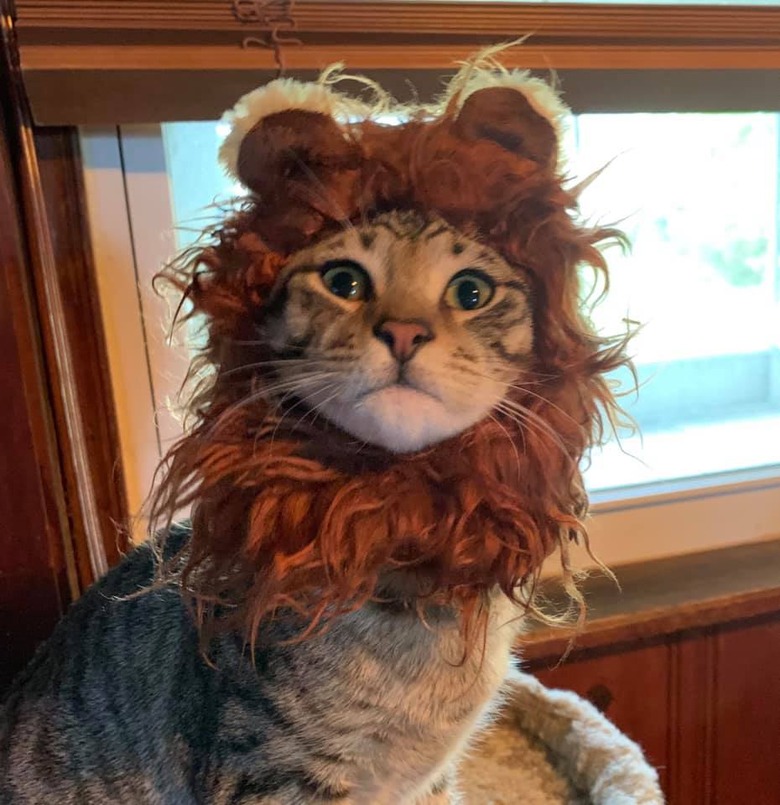 cat wearing lion hats