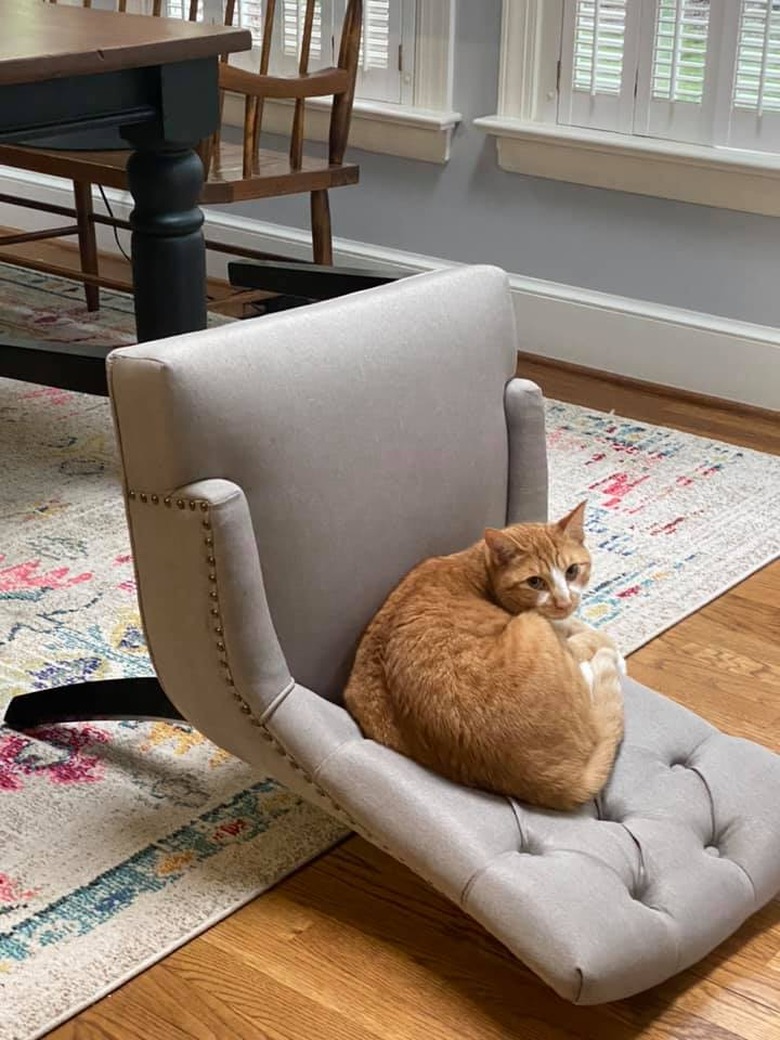 cat sleeps on knocked over chair