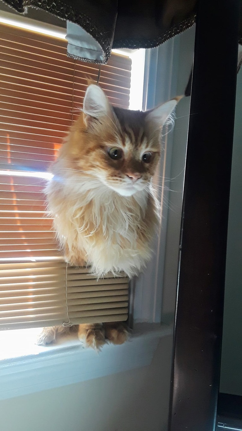 cat sticks head through blinds