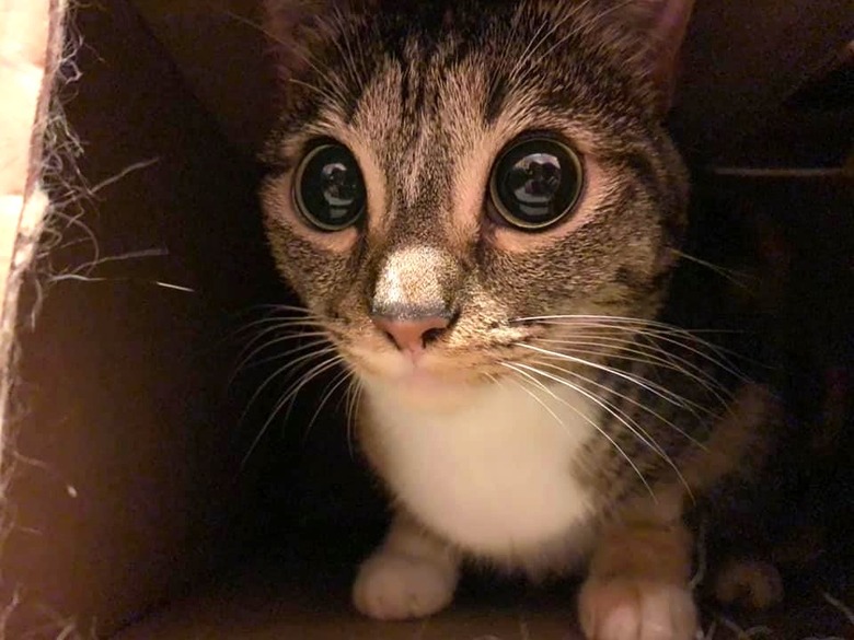 cat with huge pupils