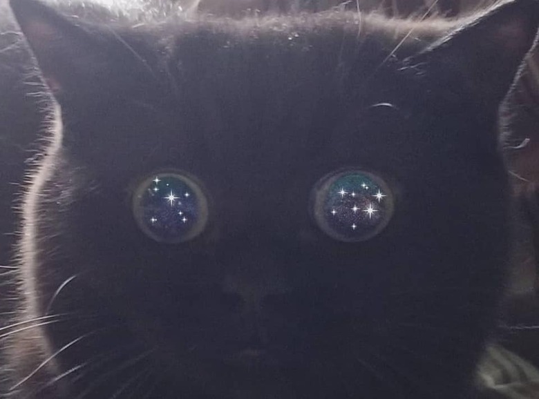 black cat with dilated pupils