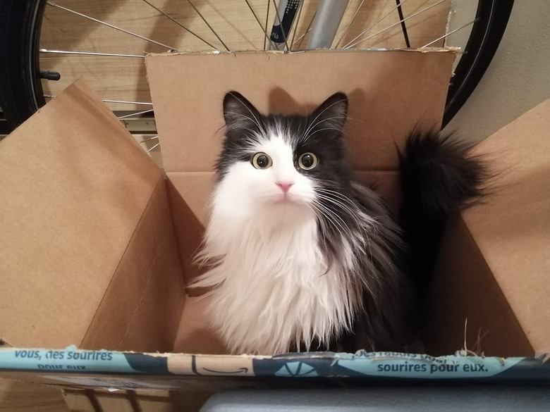 long-haired cat in box