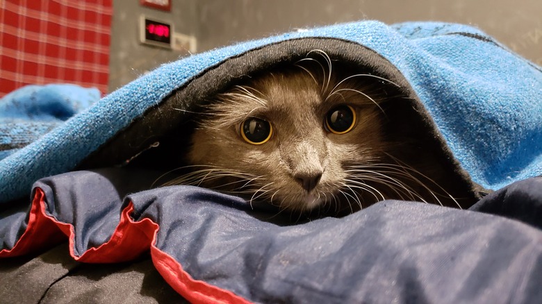 cat under blanket