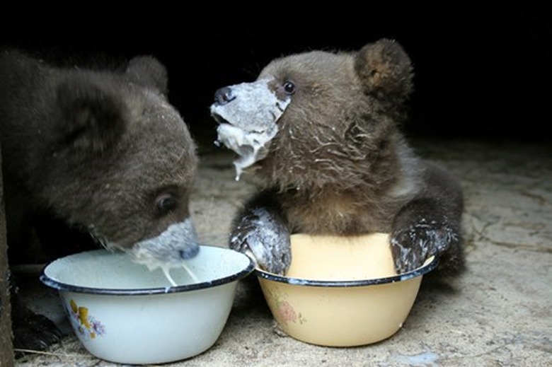 Baby bears eating and making a mess!