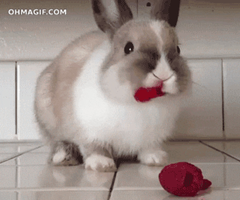 rabbit eating strawberry