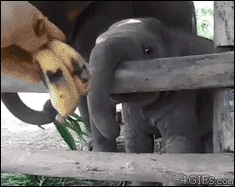 elephant eats bananas