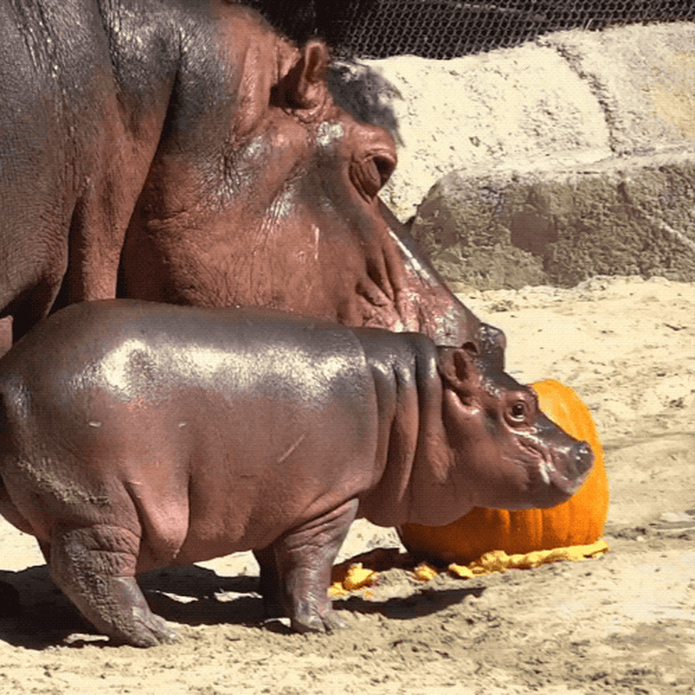 baby hippo is hungry