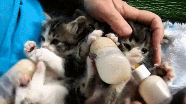 kittens drinking from a bottle