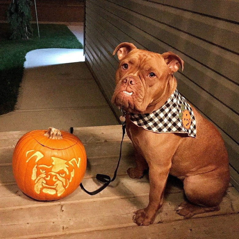 Bulldog posing next to a jack'o'lantern with a bulldog's face carved into it..