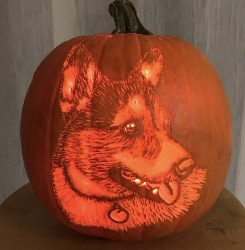 corgi portrait carved into a jack-o-lantern.