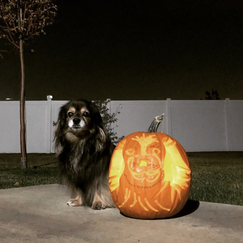 A small black and beige dog sitting next to a carved pumpkin with their portrait.