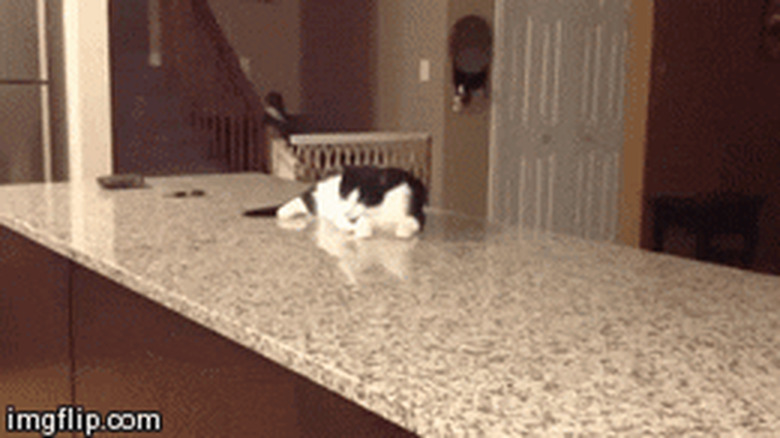 spaz cat does sideways creep walk