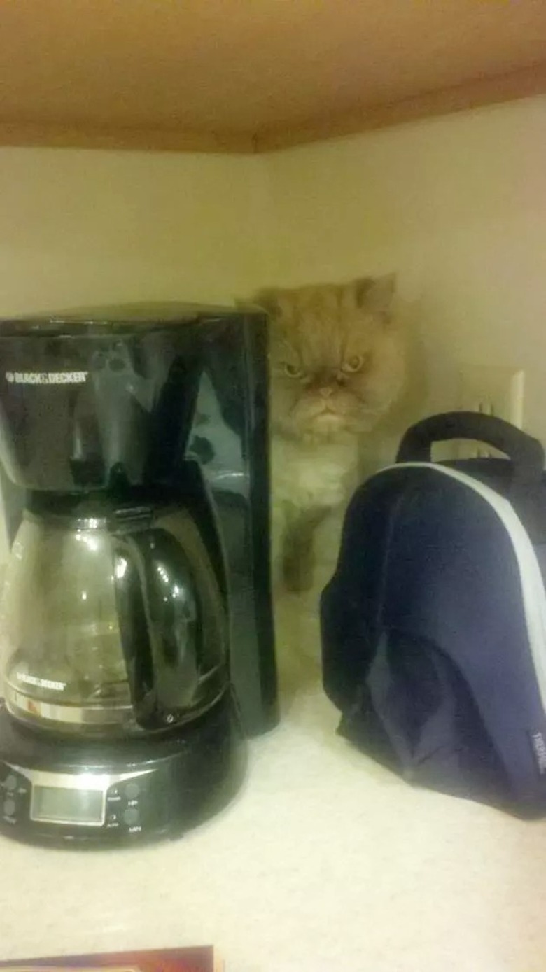 cat ambushes person at coffee machine in kitchen