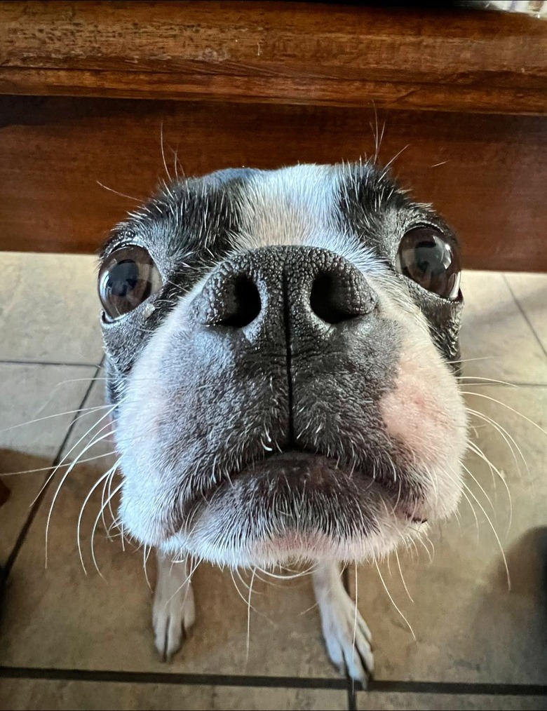 closeup photo of dog's face